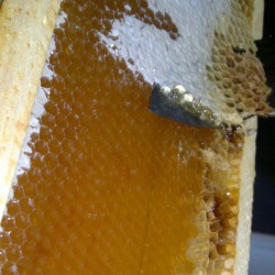 забрус пчелиный применение