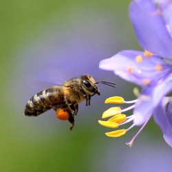 цветочный мед свойства