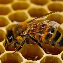 мед с прополисом польза