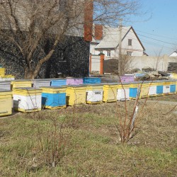 первый облет пчелы 9 марта 2016 год