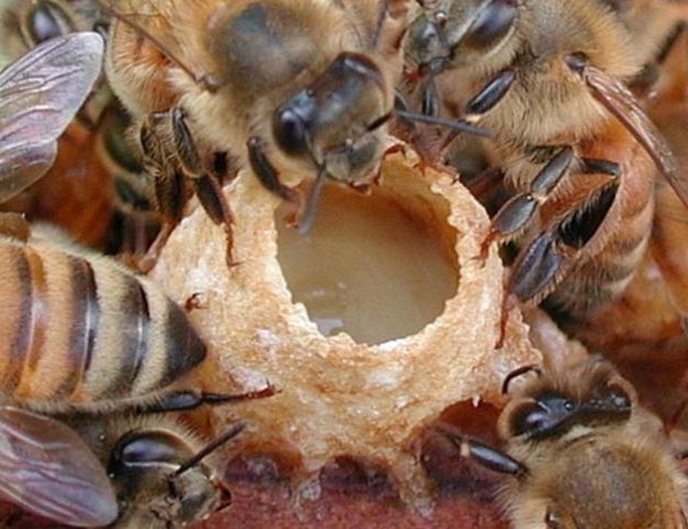 Пчелиное маточное молочко полезные свойства.