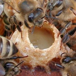 пчелиное маточное молочко